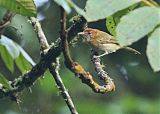 Rufous-naped Greenlet